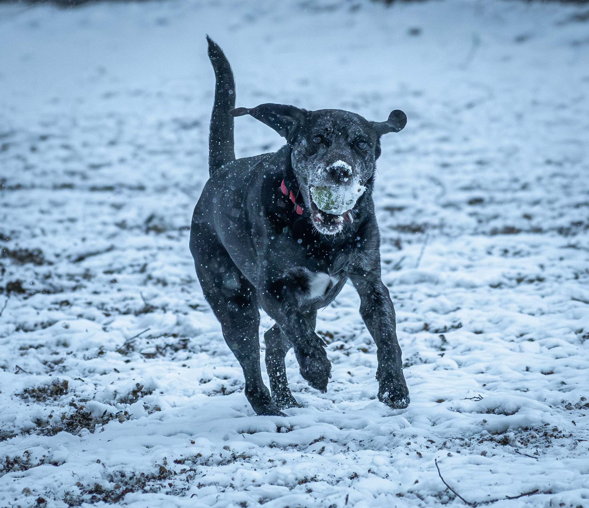 dsc 9720 enhanced nr